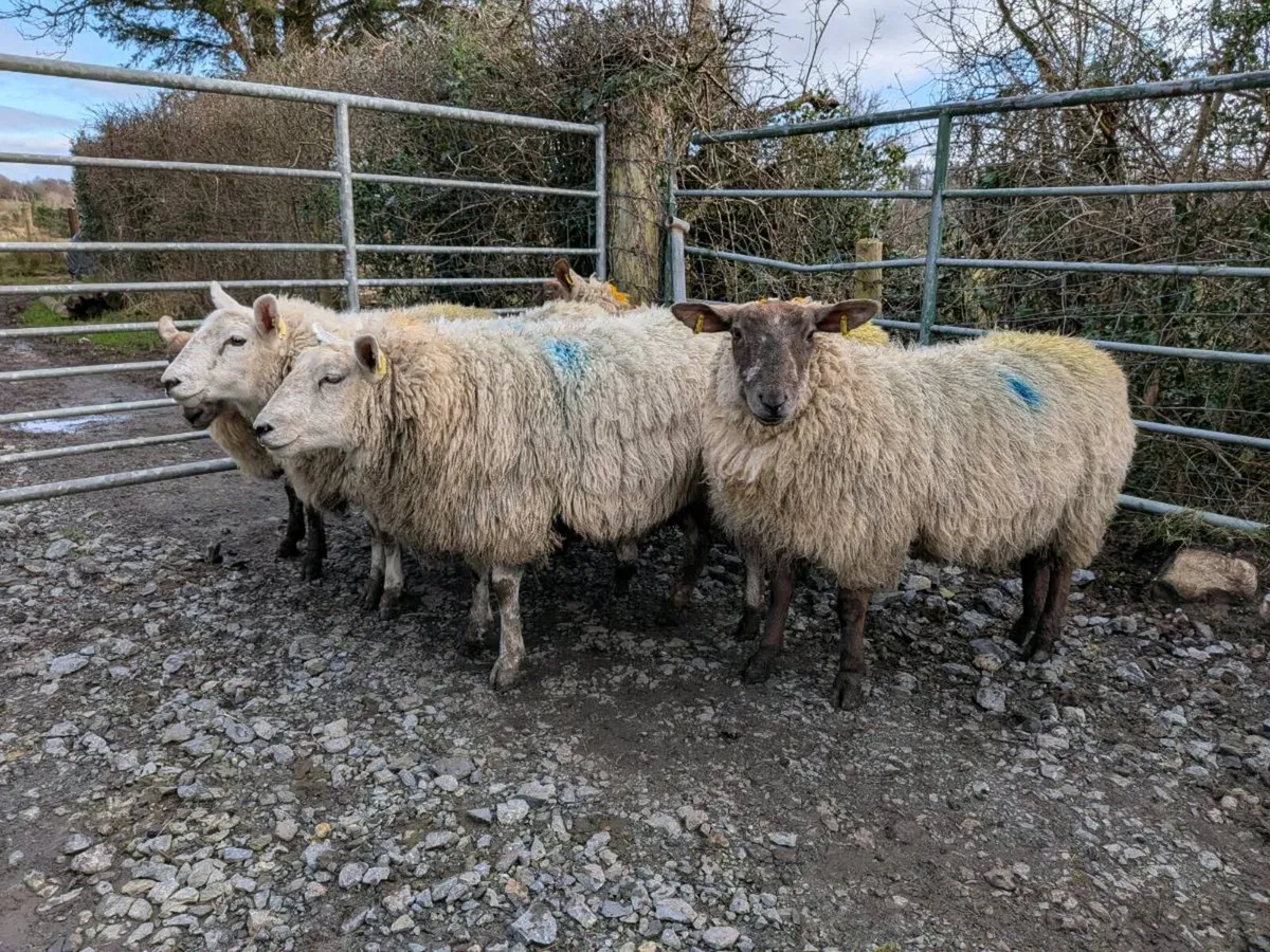 Inlamb ewe lambs - Image 1