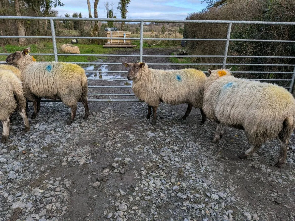 Inlamb ewe lambs - Image 3