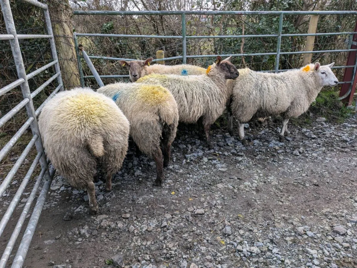 Inlamb ewe lambs - Image 4