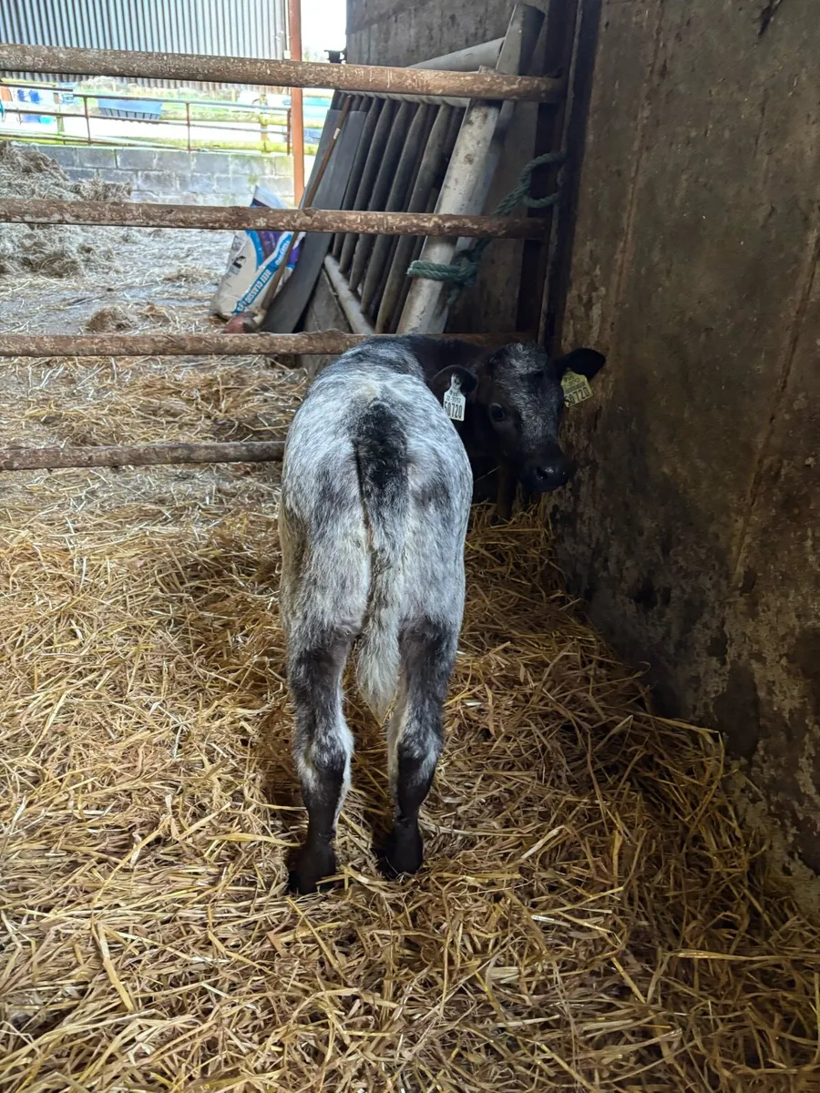 Cow maker !! - Image 1