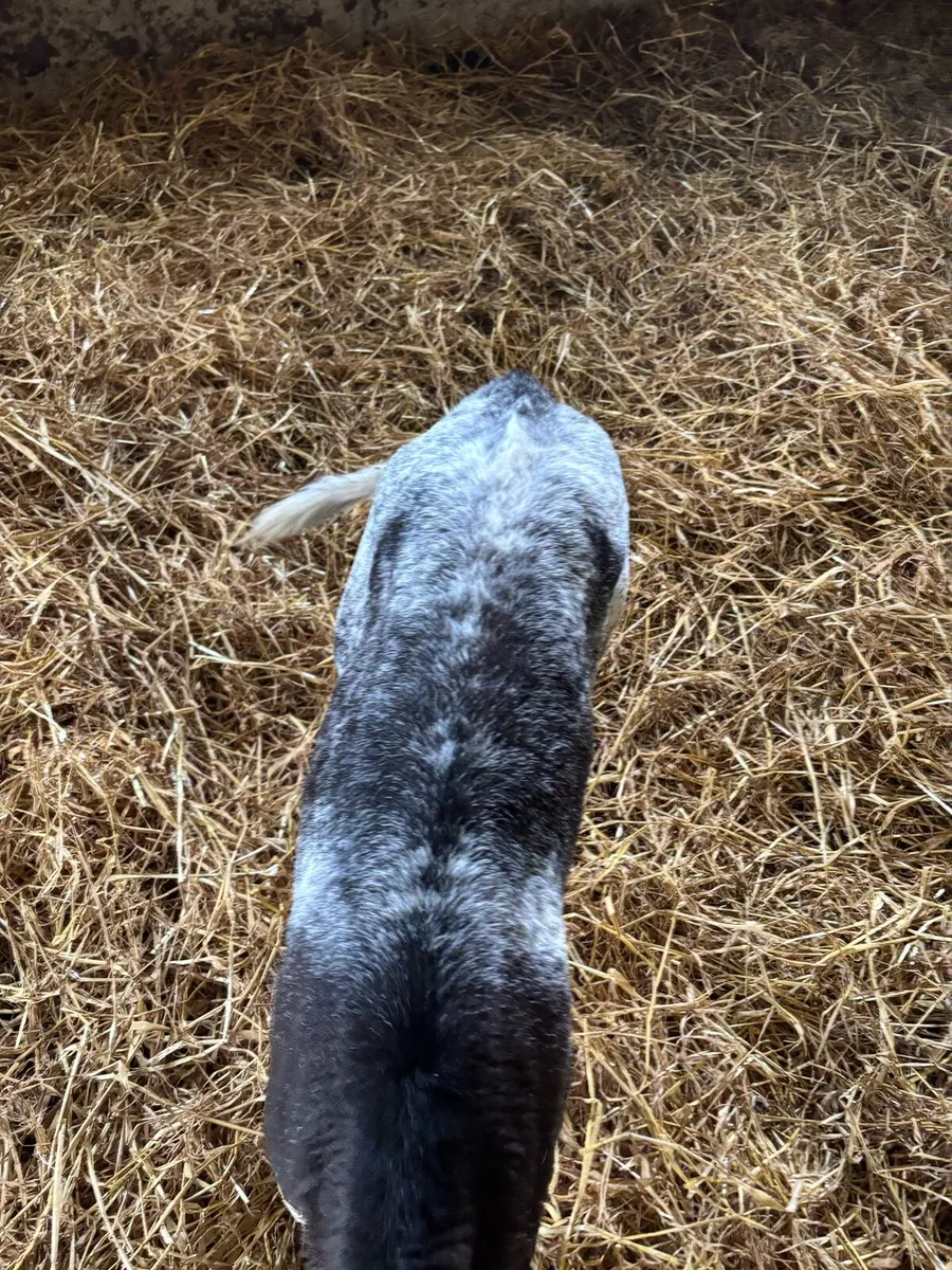 Cow maker !! - Image 2