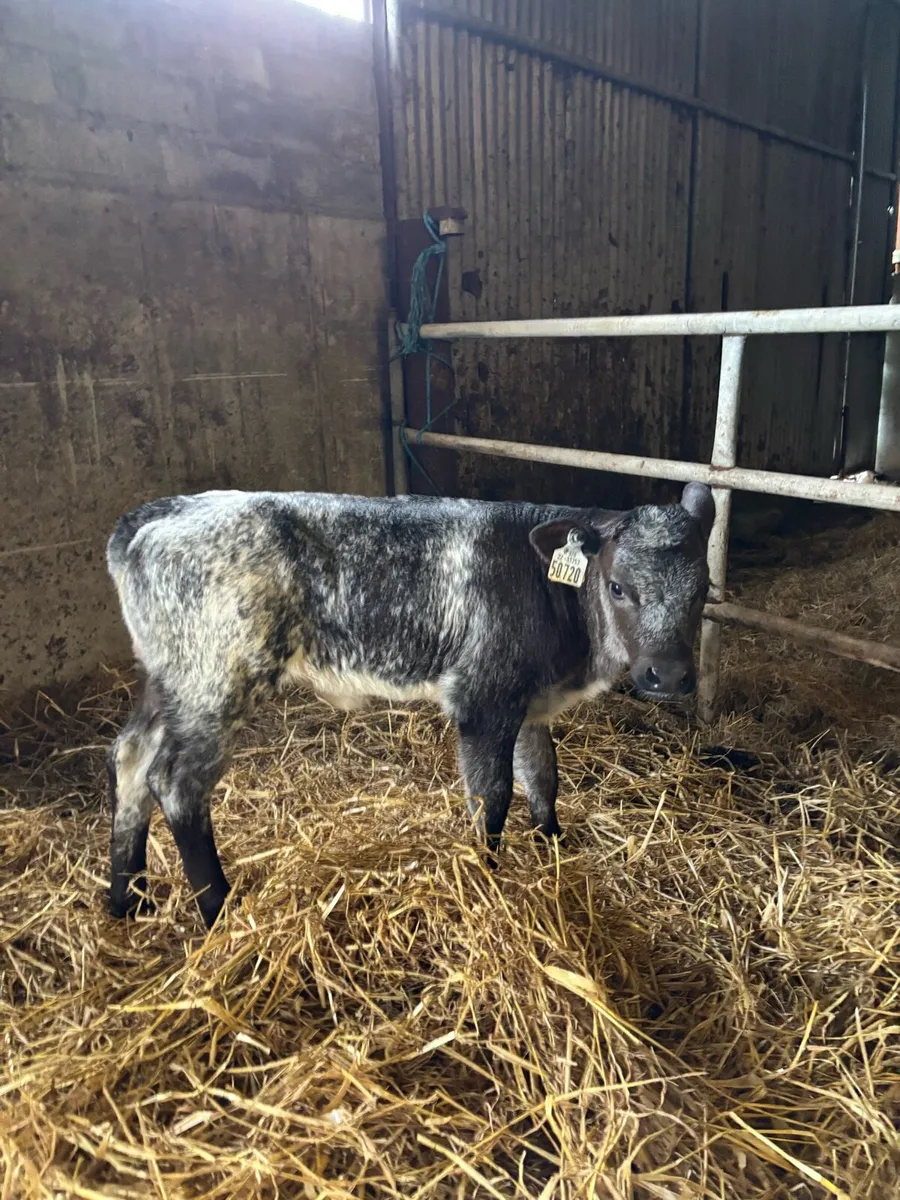 Cow maker !! - Image 3