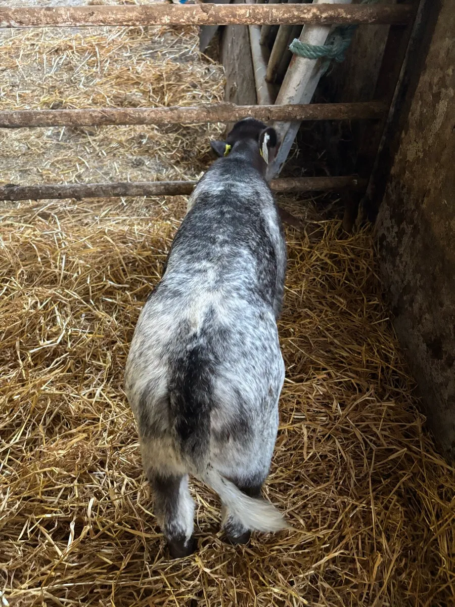 Cow maker !! - Image 4