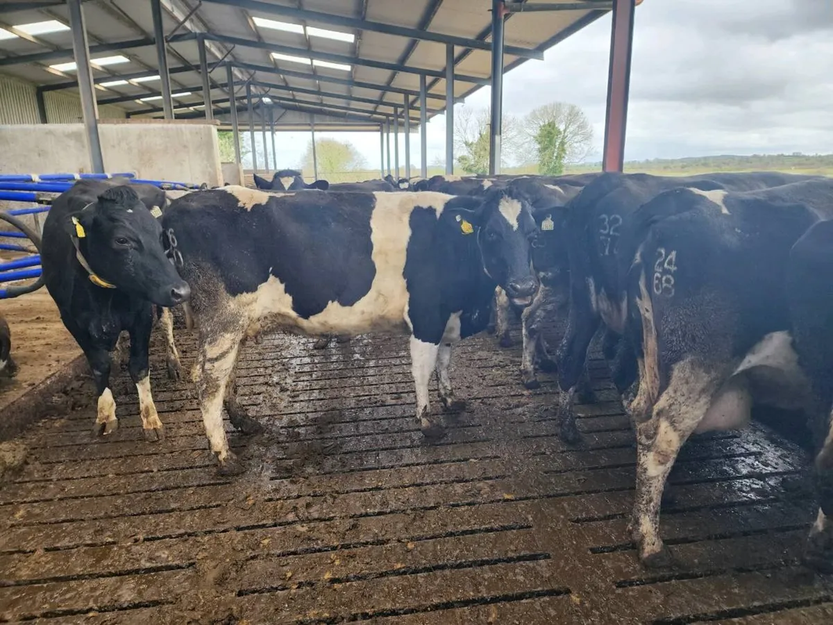 In calf cows for sale - Image 2