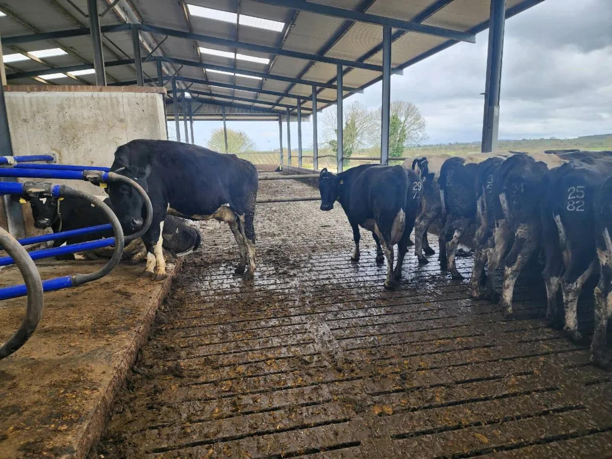 In calf cows for sale - Image 3