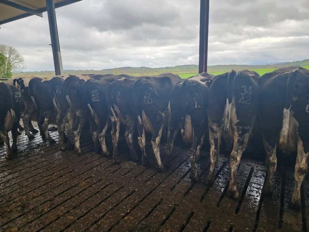 In calf cows for sale - Image 1