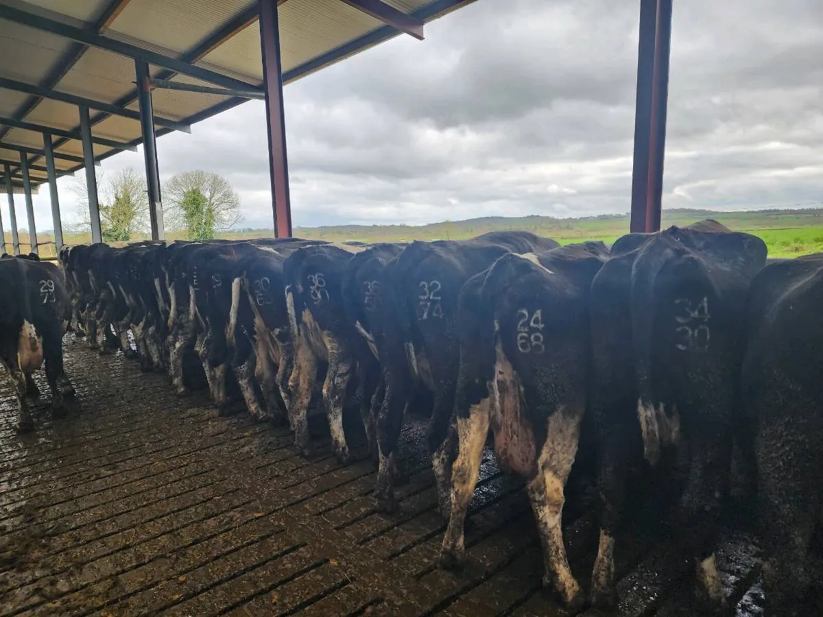 In calf cows for sale - Image 4