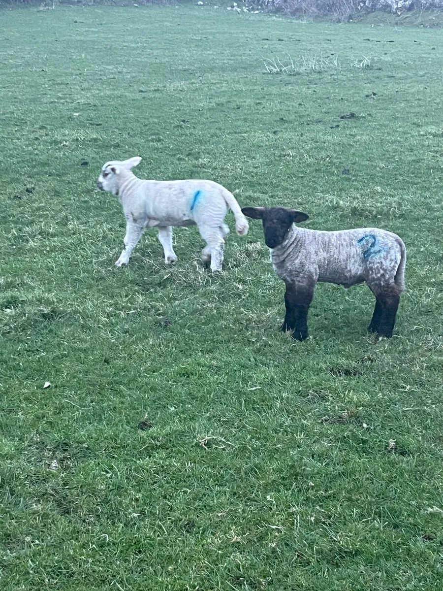 Ewes with Lambs going to Ennis Mart Monday 9th Mar - Image 1