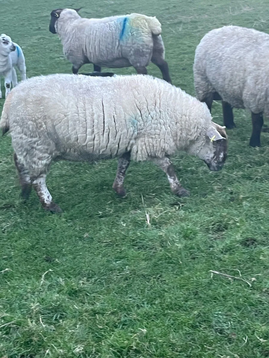 Ewes with Lambs going to Ennis Mart Monday 9th Mar - Image 2