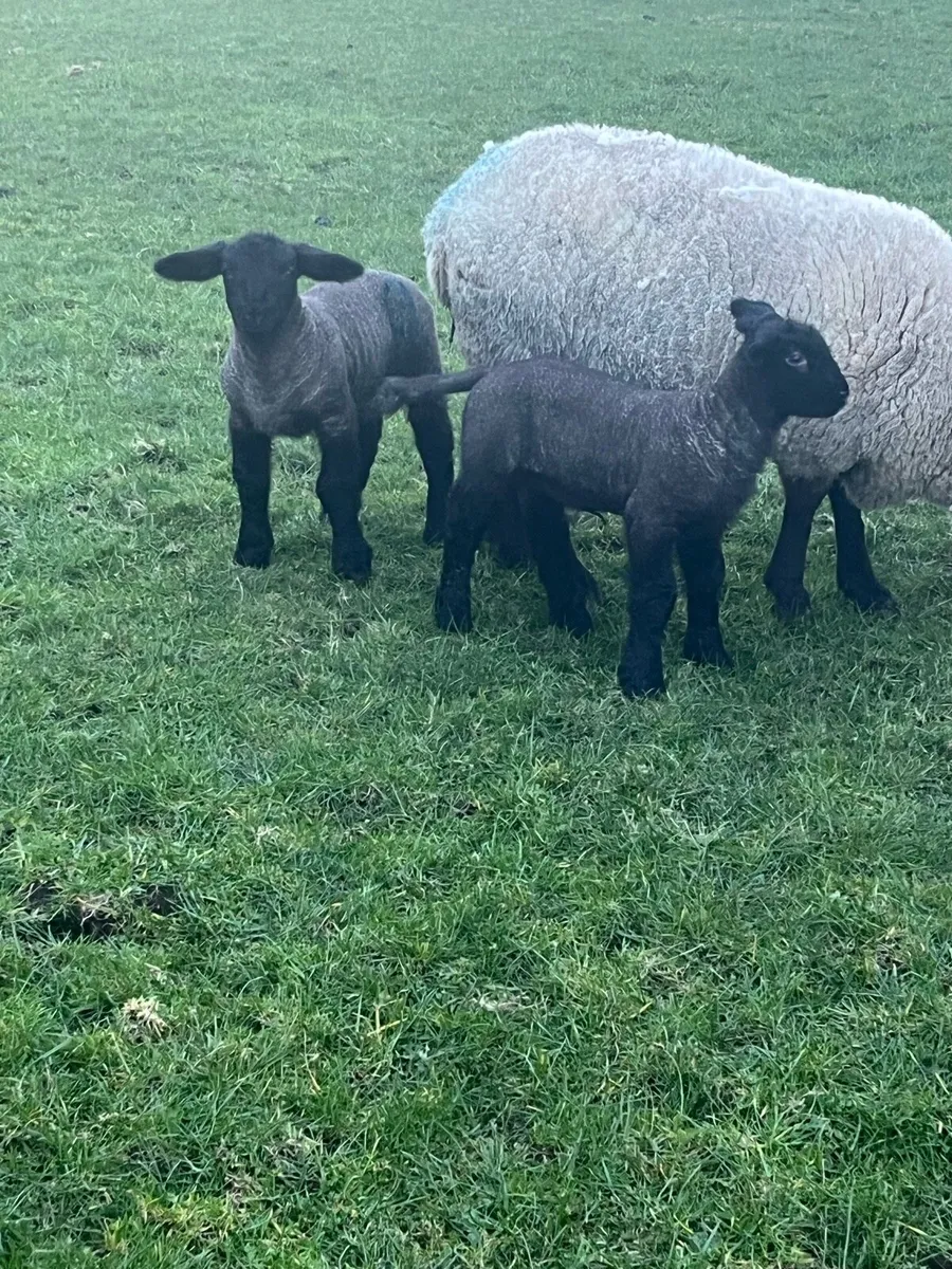 Ewes with Lambs going to Ennis Mart Monday 9th Mar - Image 4