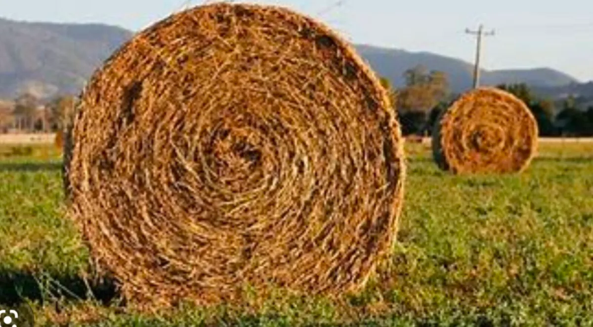 Hay for sale