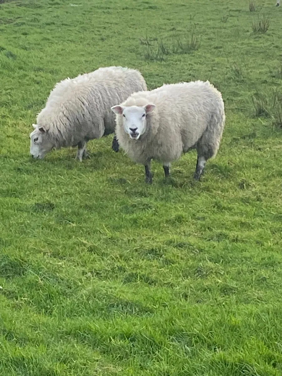 Texel ewe lambs - Image 1