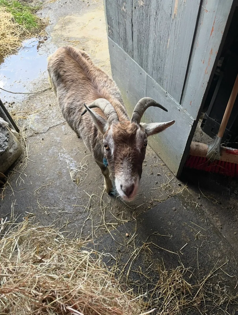 Female Goat - Image 2