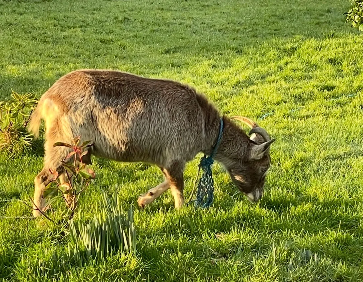 Female Goat - Image 3