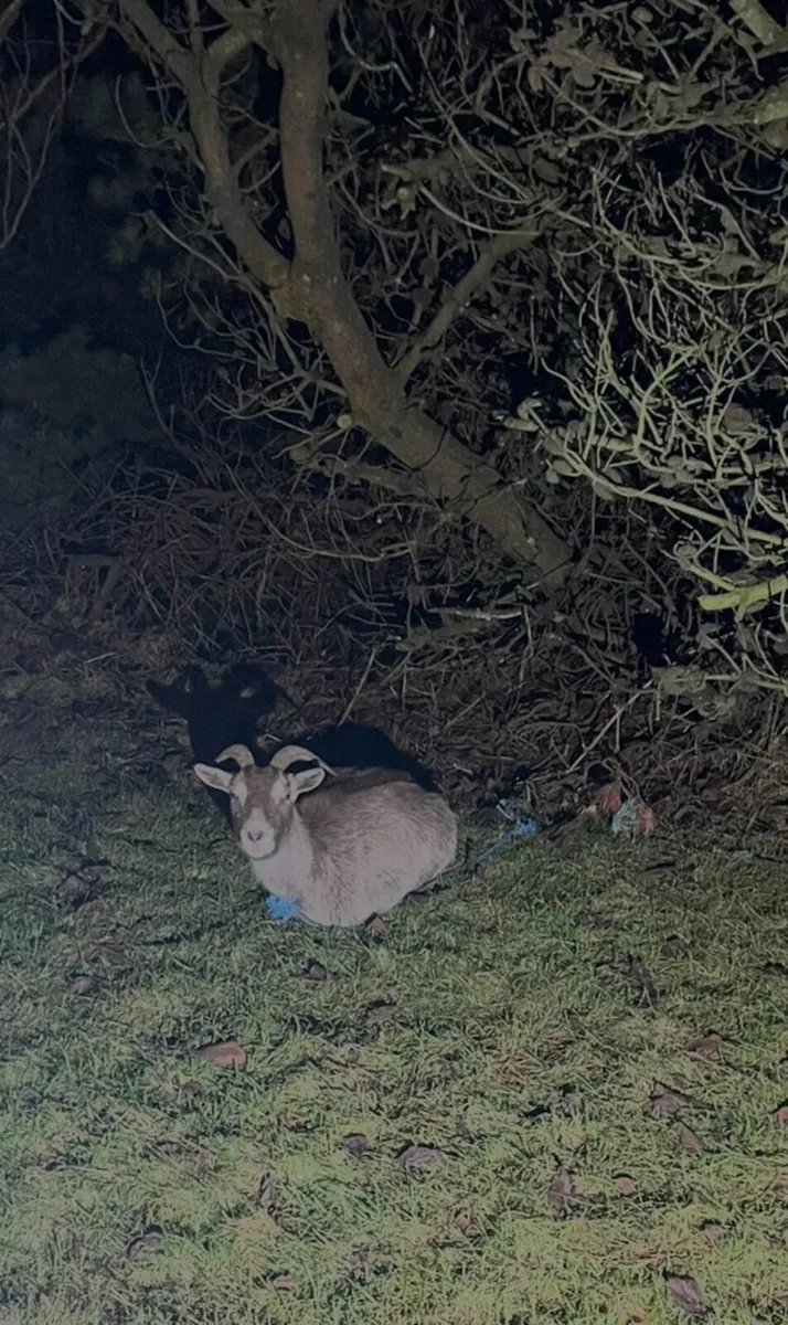 Female Goat - Image 4