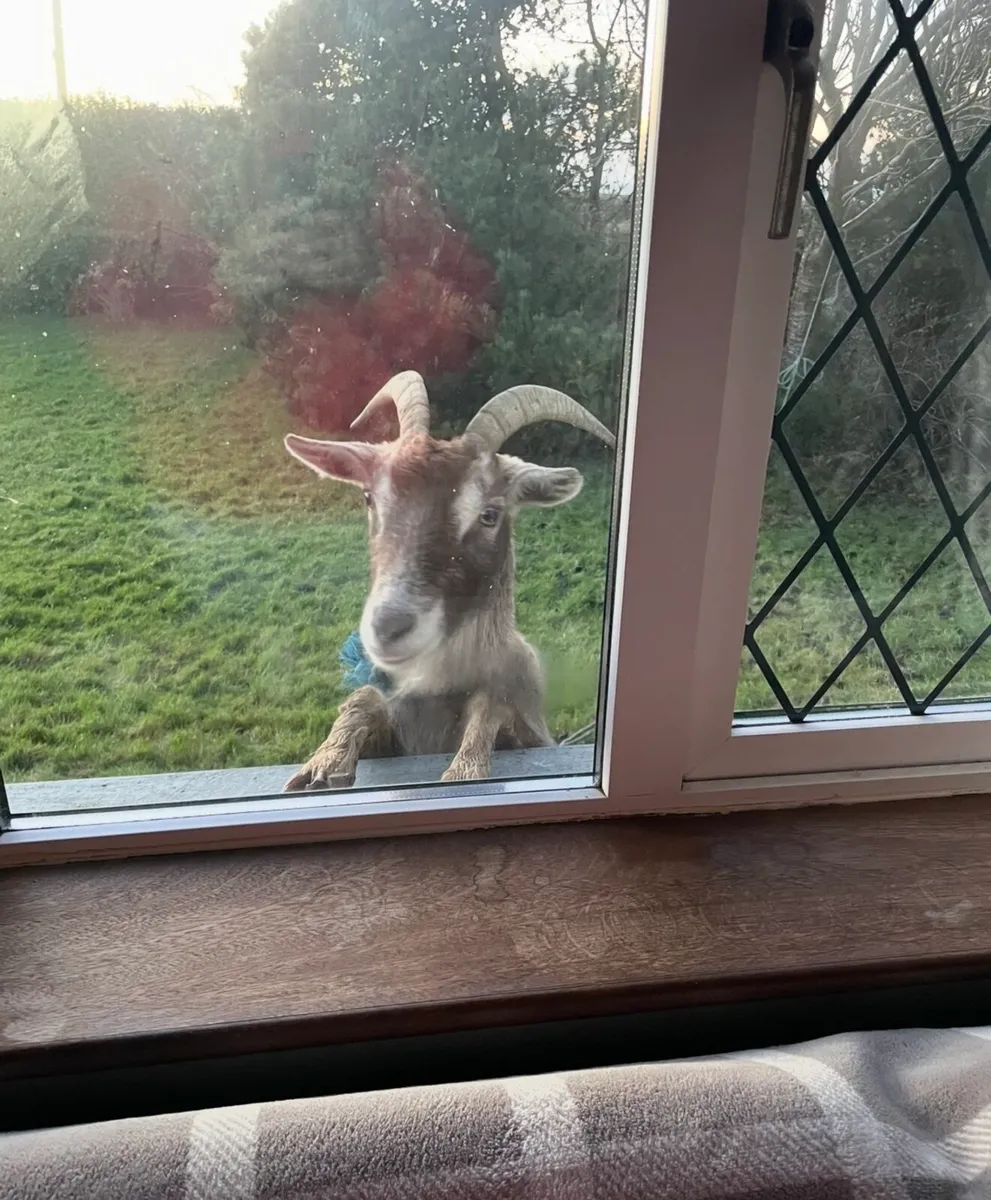 Female Goat - Image 1