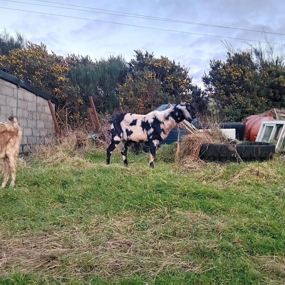 Milking goat and partner - Image 2