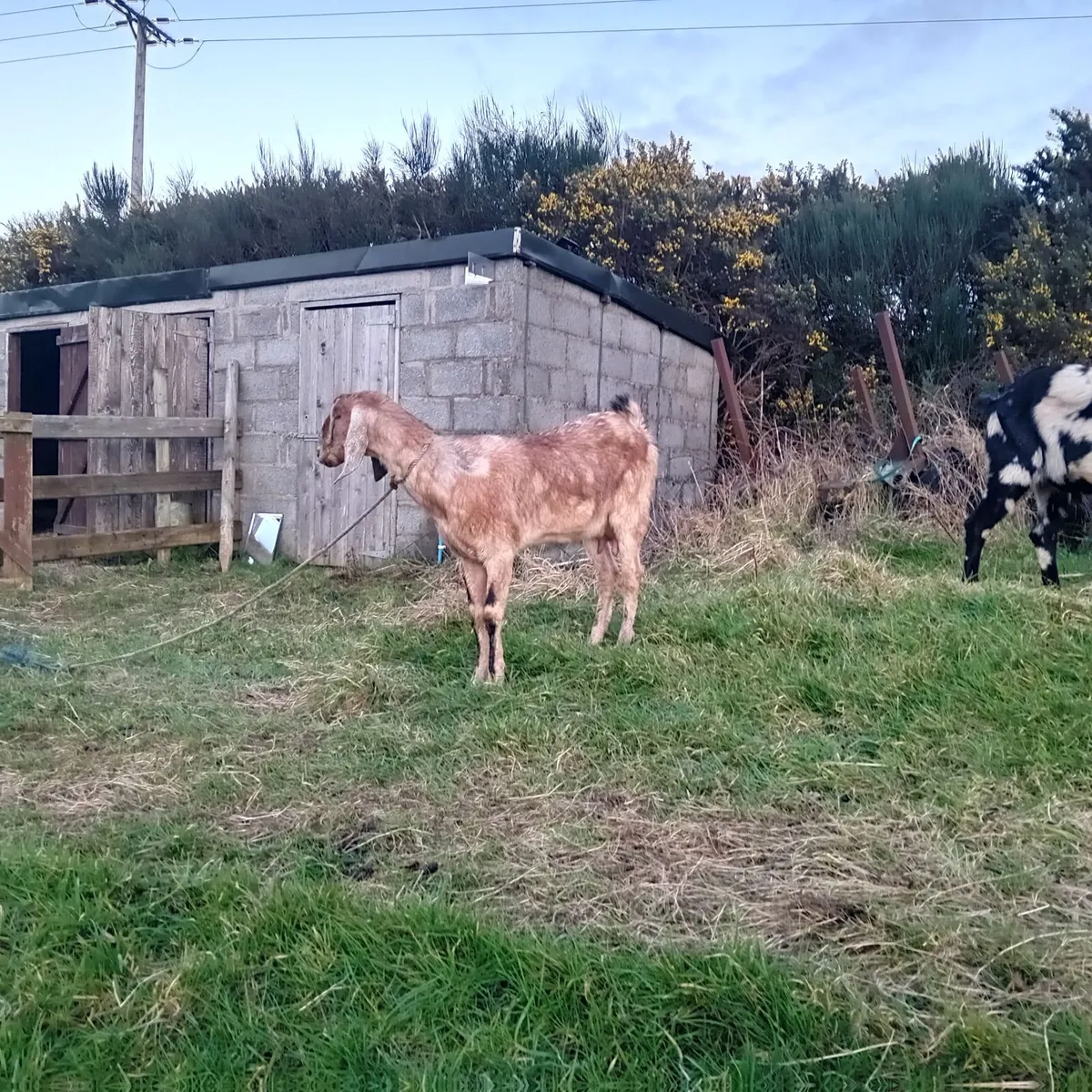 Milking goat and partner - Image 1