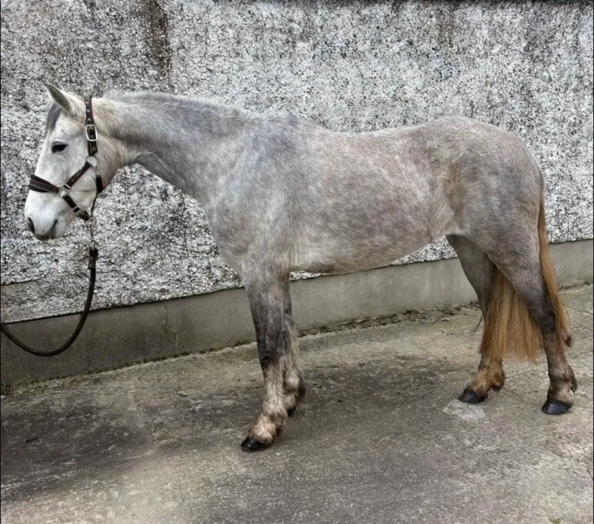 4yr old Connemara - Image 1