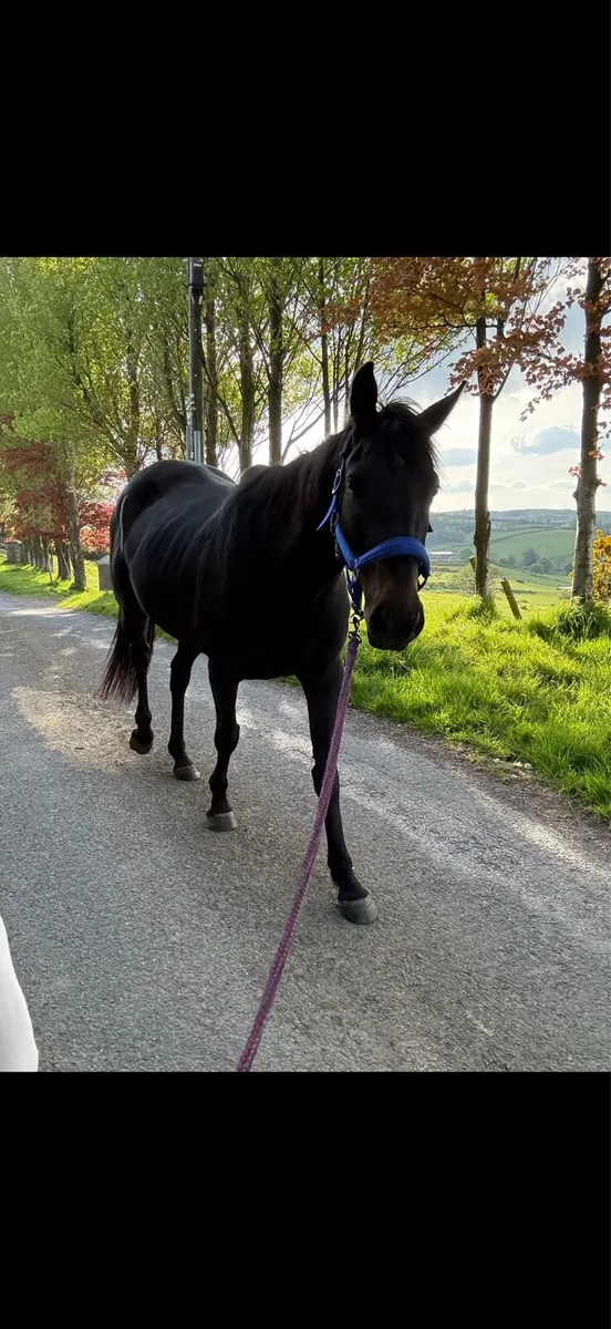 Horse for sale - Image 1