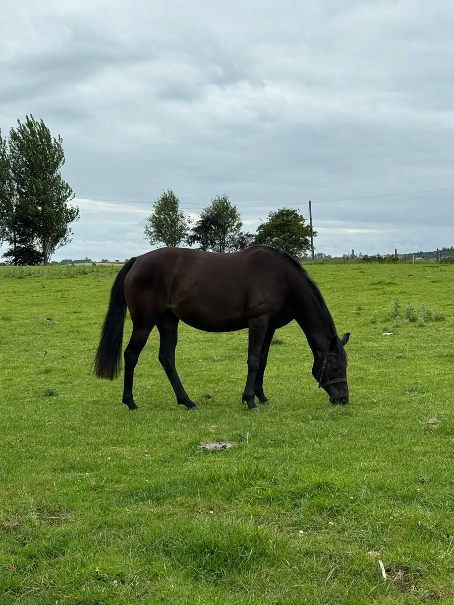 Horse for sale - Image 2