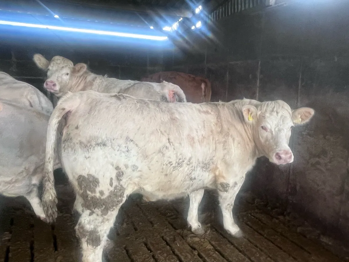 Charolais Heifers - Image 1