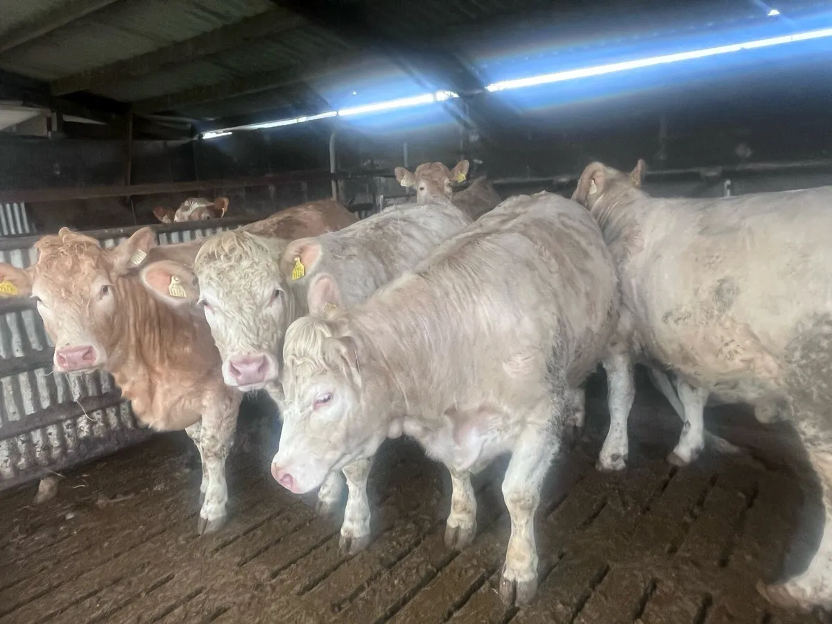 Charolais Heifers - Image 2