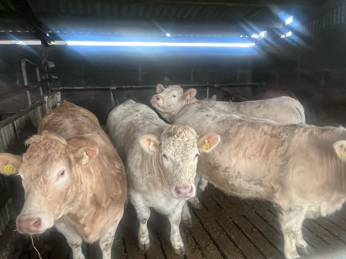 Charolais Heifers - Image 3