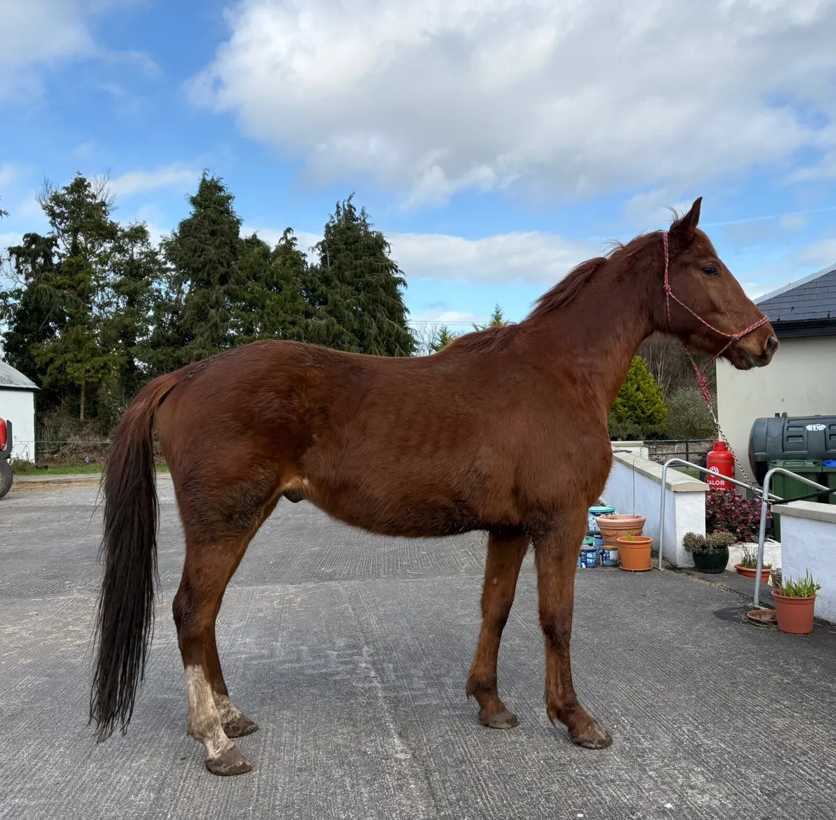 4 year old Sport Horse 16.2 - Image 1