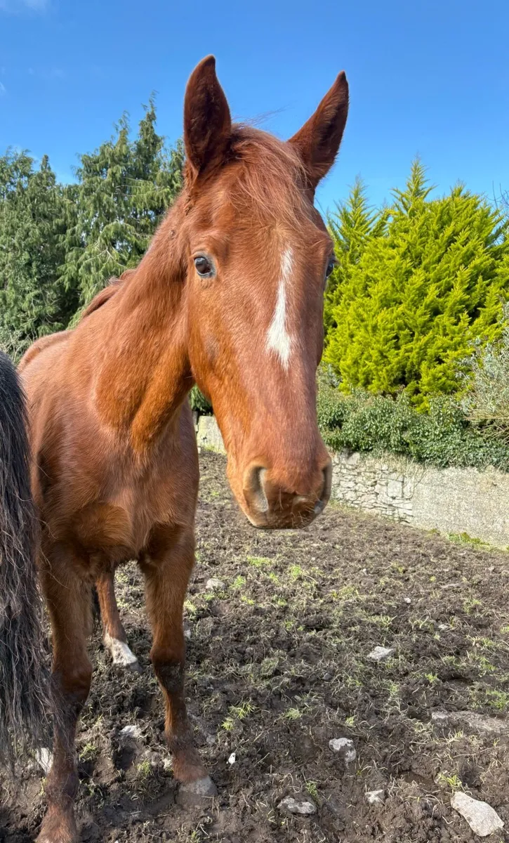 4 year old Sport Horse 16.2 - Image 3