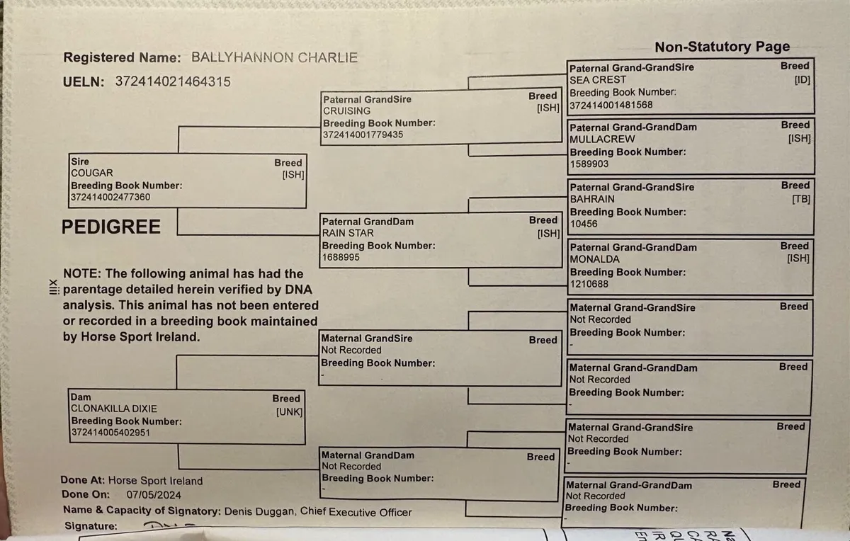 4 year old Sport Horse 16.2 - Image 2