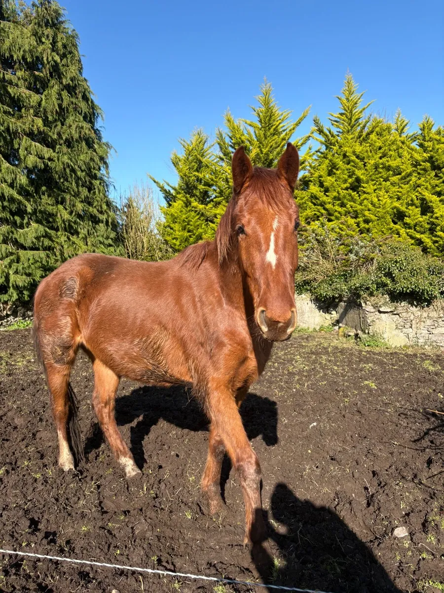 4 year old Sport Horse 16.2 - Image 4
