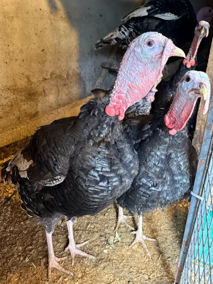 Cock turkeys for sale - Image 2