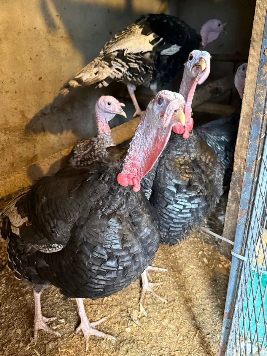Cock turkeys for sale - Image 3