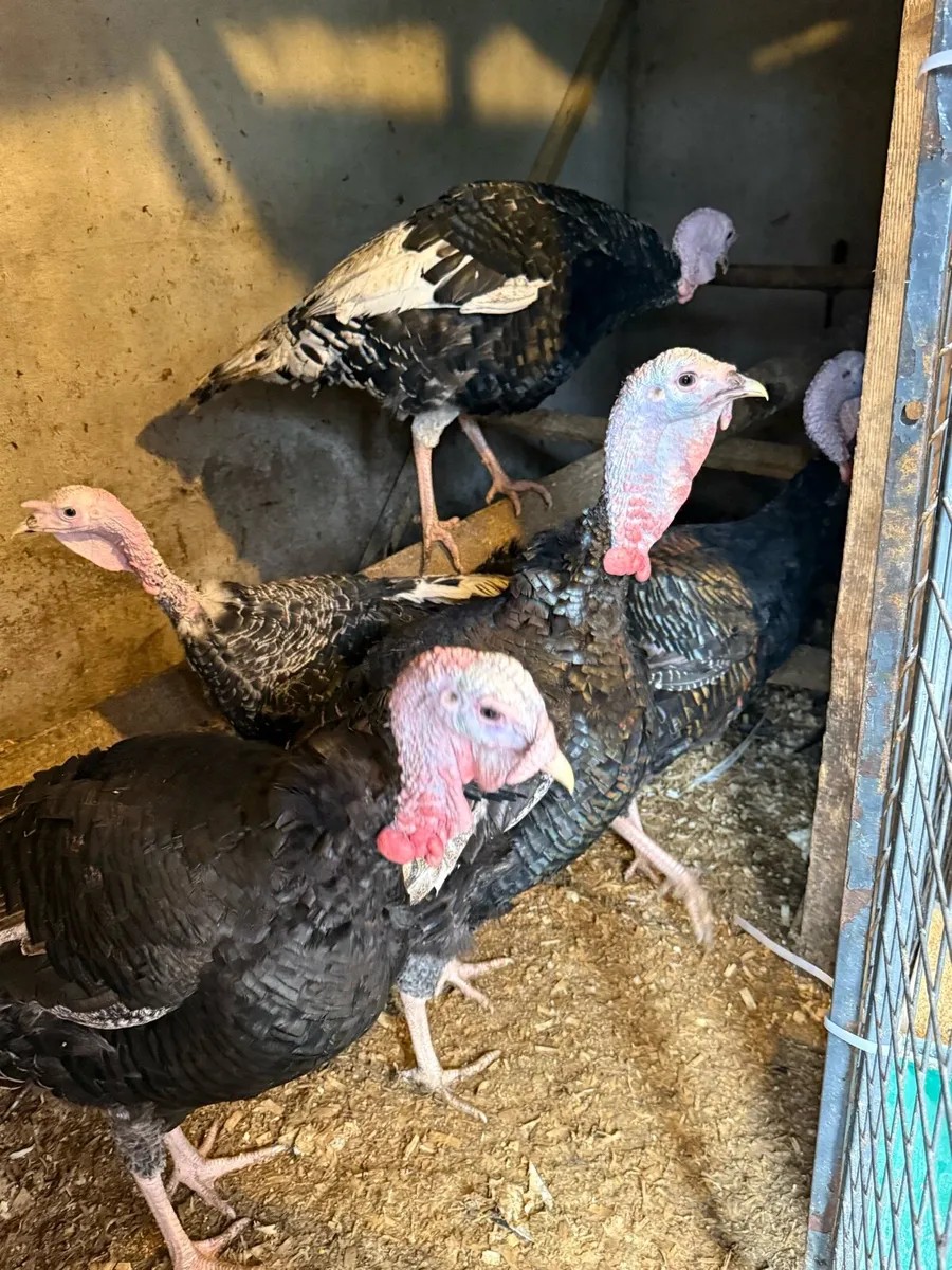 Cock turkeys for sale - Image 4