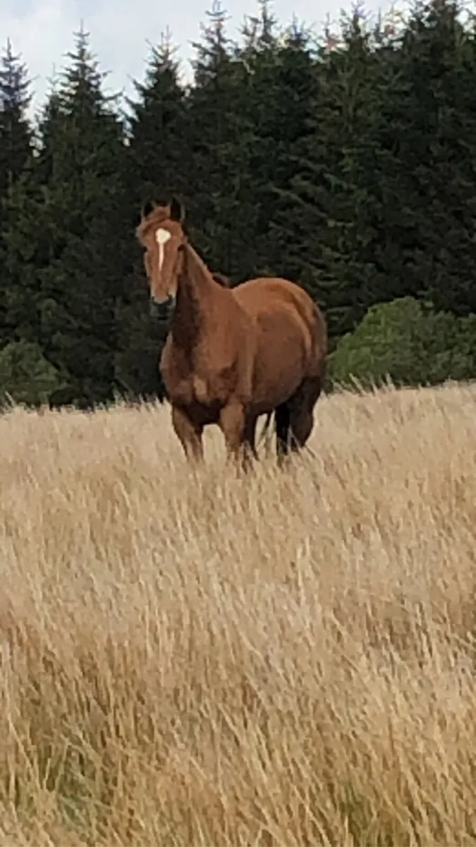 17h gelding - Image 1