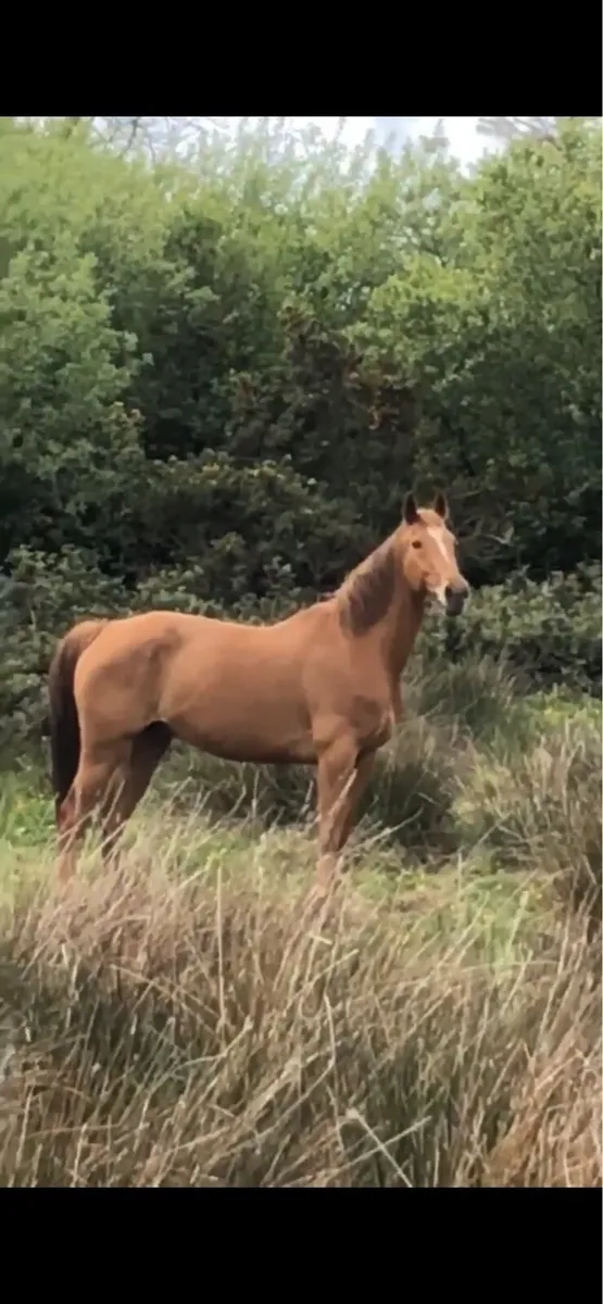 17h gelding - Image 2