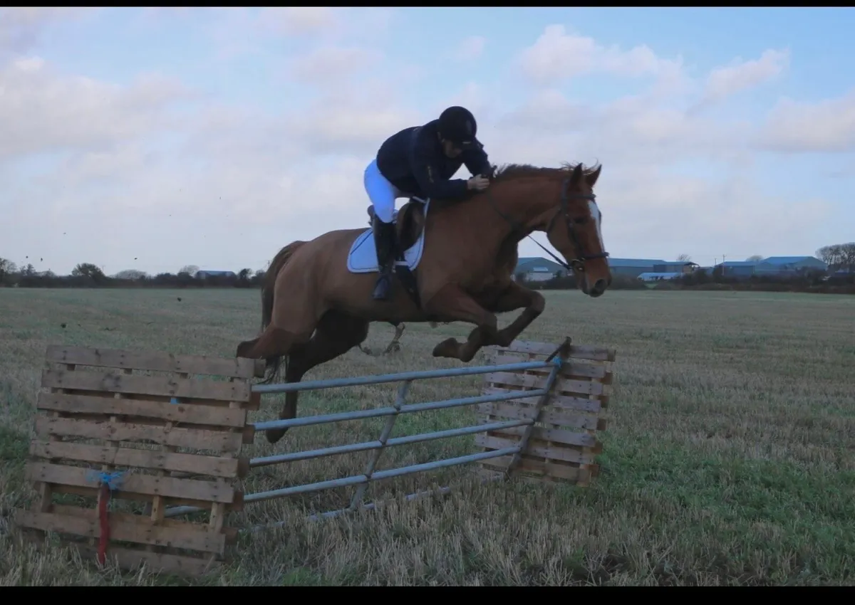 17h gelding - Image 3