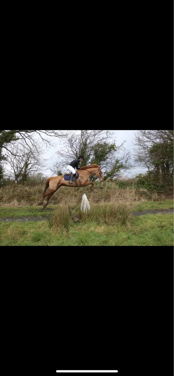 17h gelding - Image 4