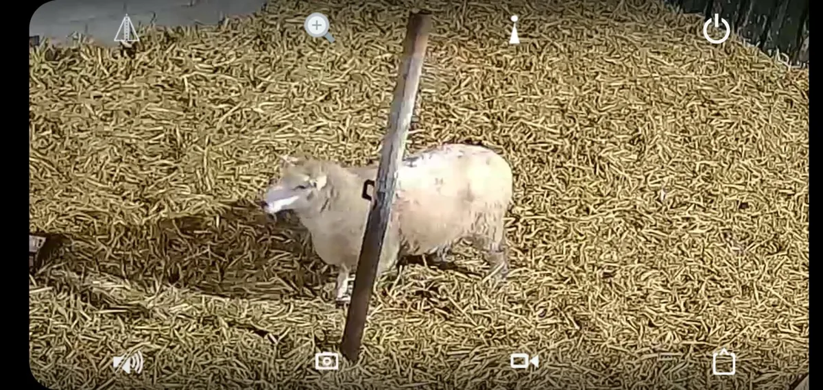 Lambing Cameras - Image 4