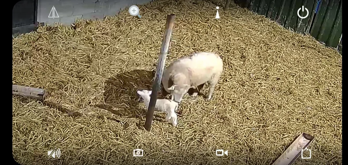 Lambing Cameras - Image 3