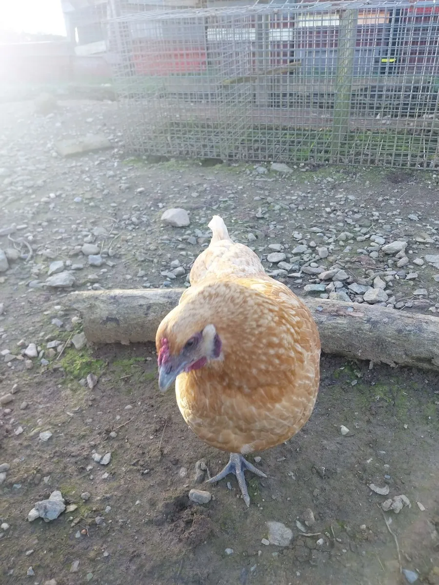 Bantam Chickens hens - Image 2