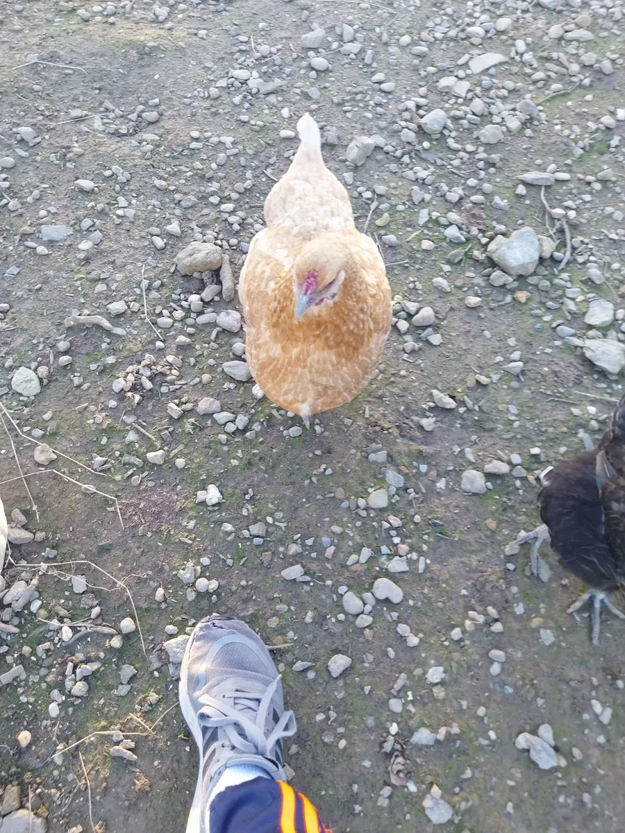Bantam Chickens hens - Image 3