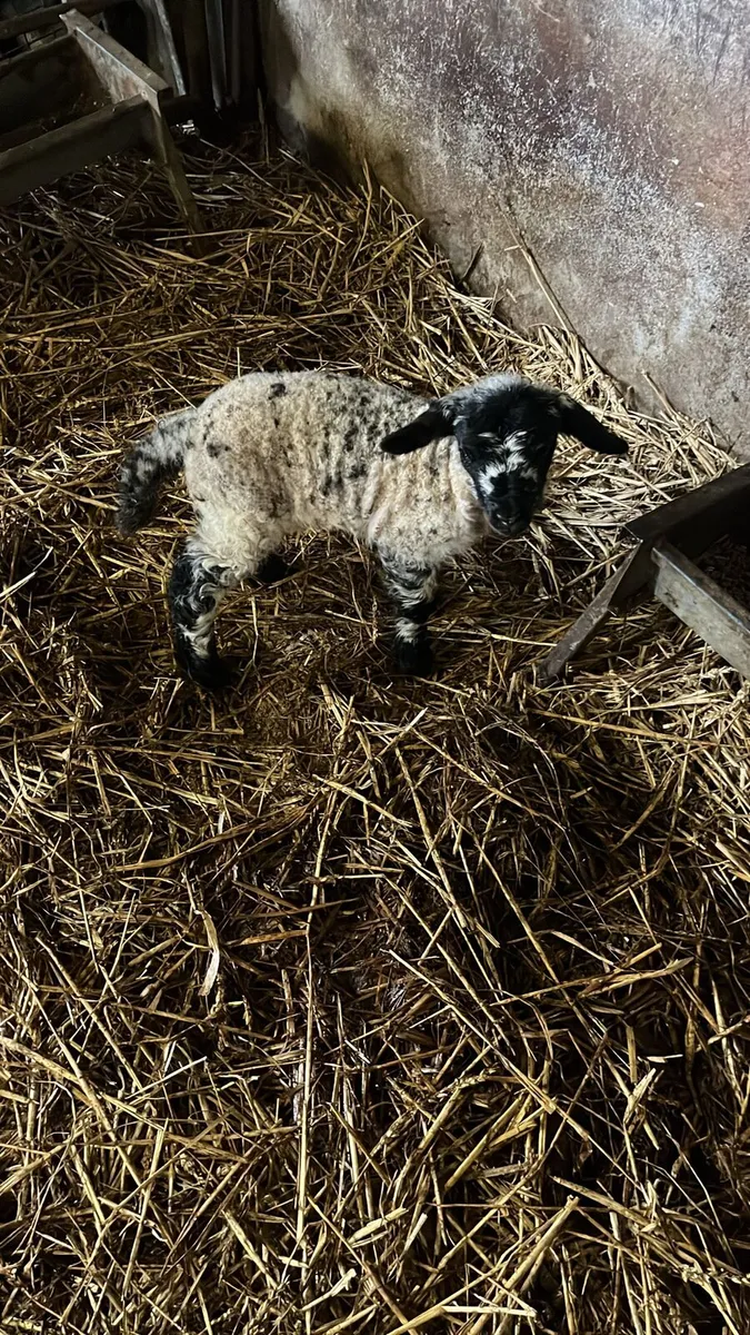Foster Ewe lamb - Image 1