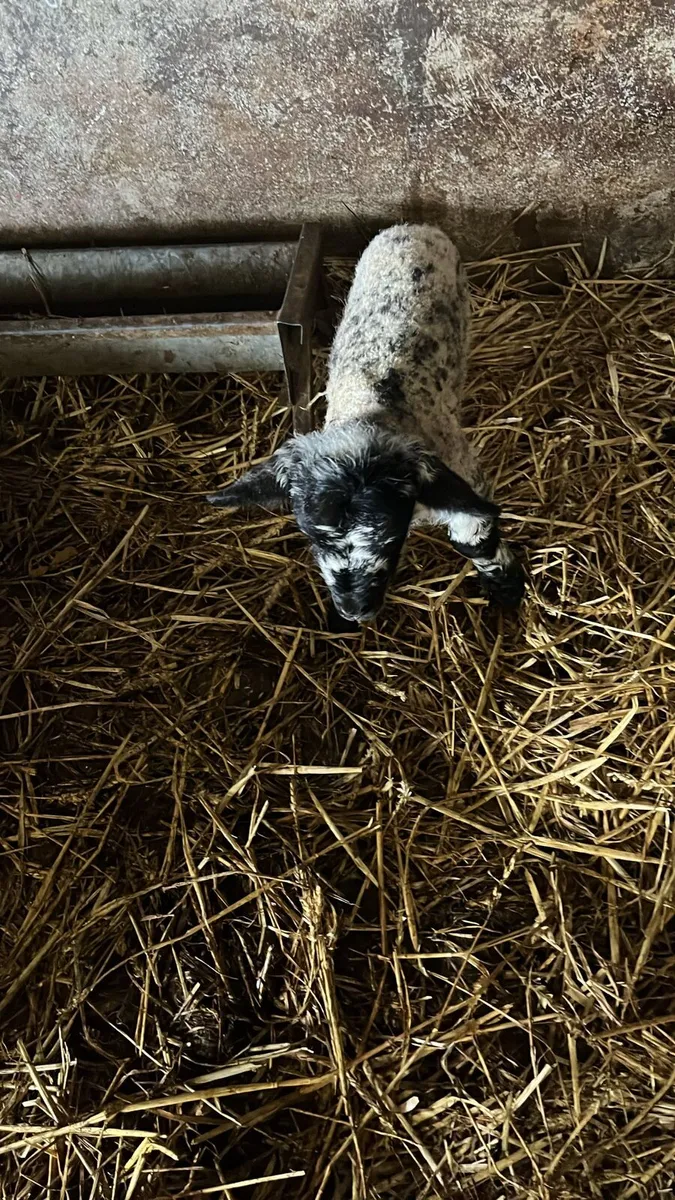 Foster Ewe lamb - Image 2
