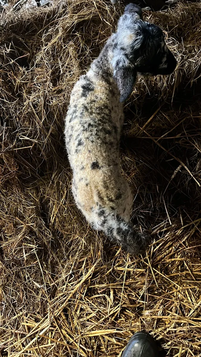 Foster Ewe lamb - Image 3