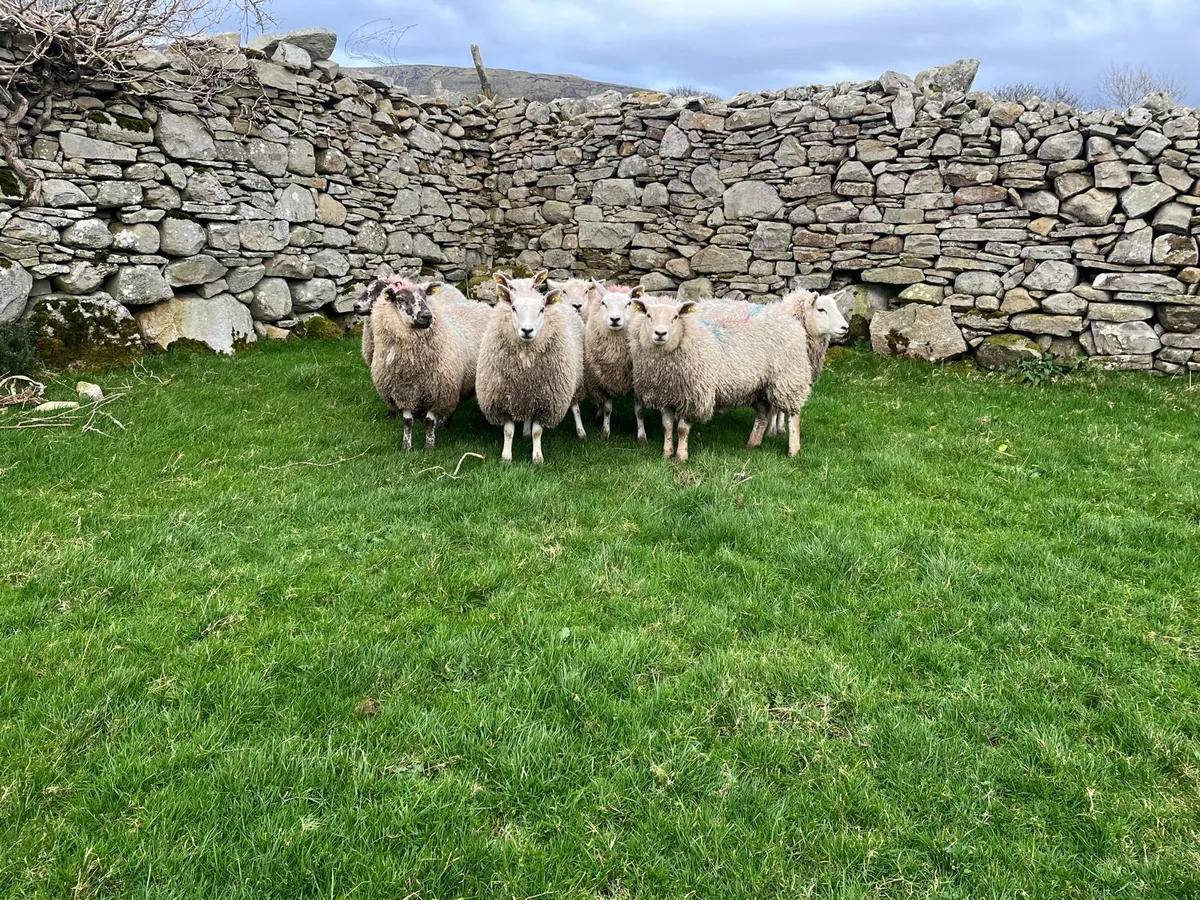 8 Ewe Lambs - Image 1