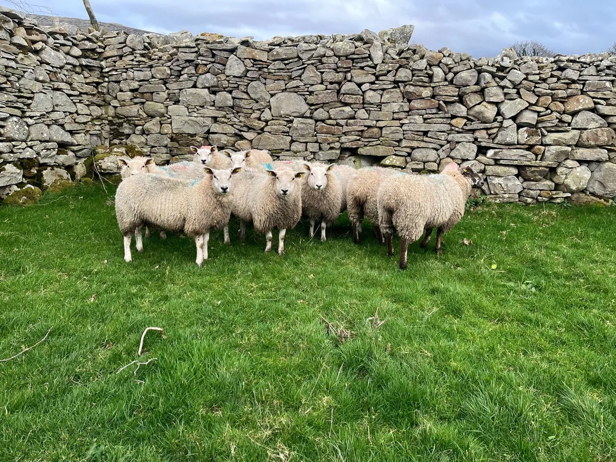8 Ewe Lambs - Image 3