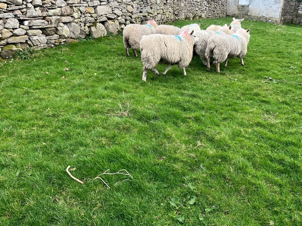 8 Ewe Lambs - Image 4