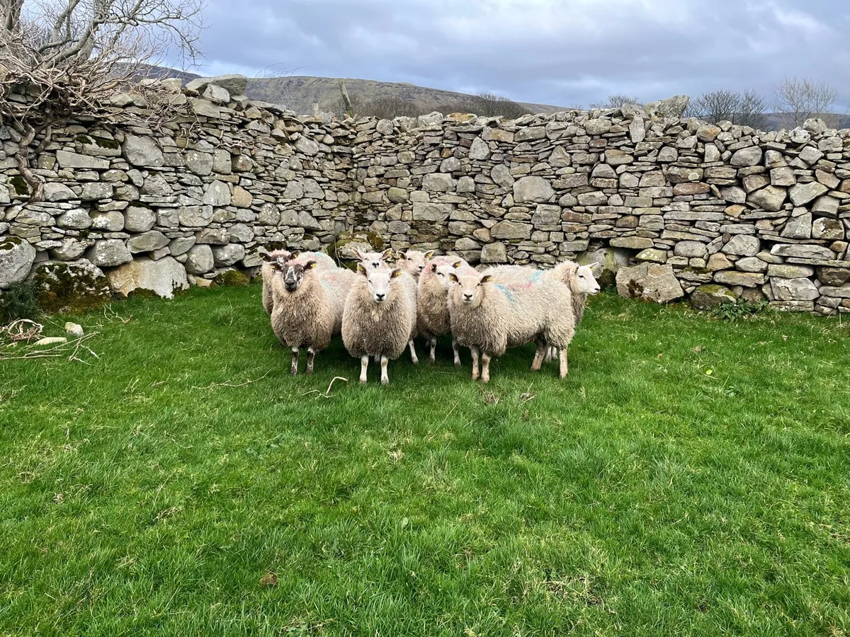 8 Ewe Lambs - Image 2